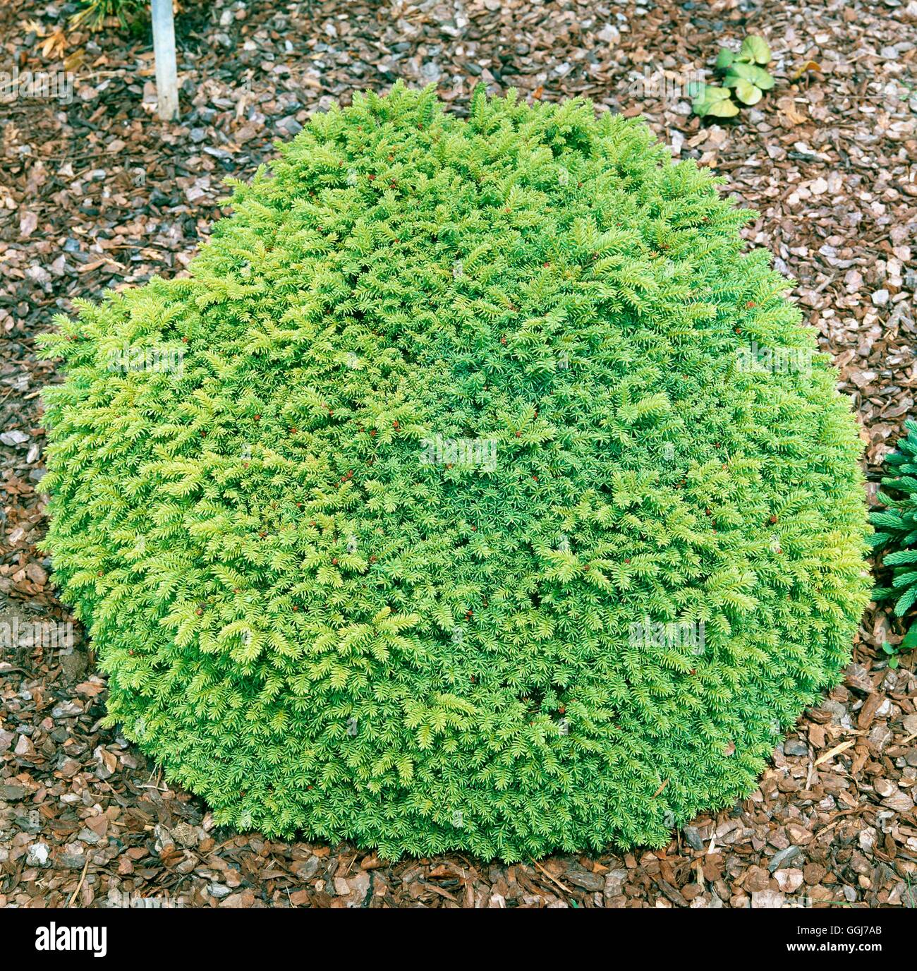 Picea abies - `Little Gem' AGM   CON055770 Stock Photo